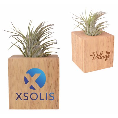 Air Plant w/Wood Cube