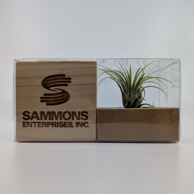Air Plant | Solid Wood Planter | Low-Maintenance Green Décor